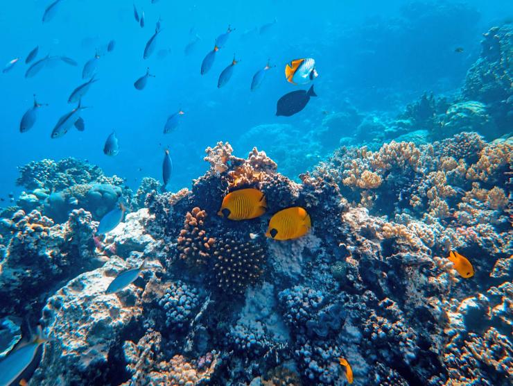 Colorful fish and coral under blue waters