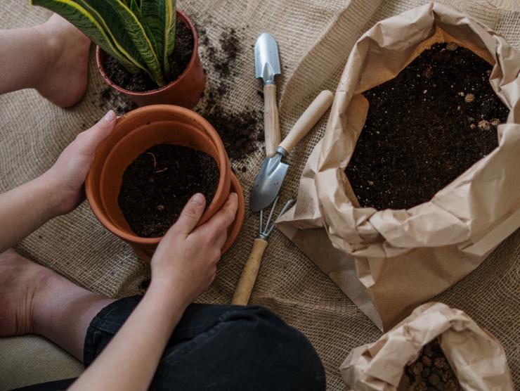 Person's hands holding a potted plant, with gardening tools and soil around them.